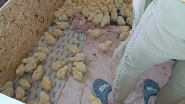 На столе мясо не пахнет!)