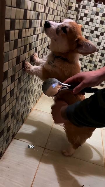 Корж говорит «Подпишись, человек» #корги #corgi #собака #corgishorts #tiktok #смешныевидео #corgidog