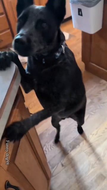 ПРИКОЛЫ С КОТИКАМИ !
СМЕШНЫЕ КОТЫ И КОШКИ 😾 2026 ! 
До слёз