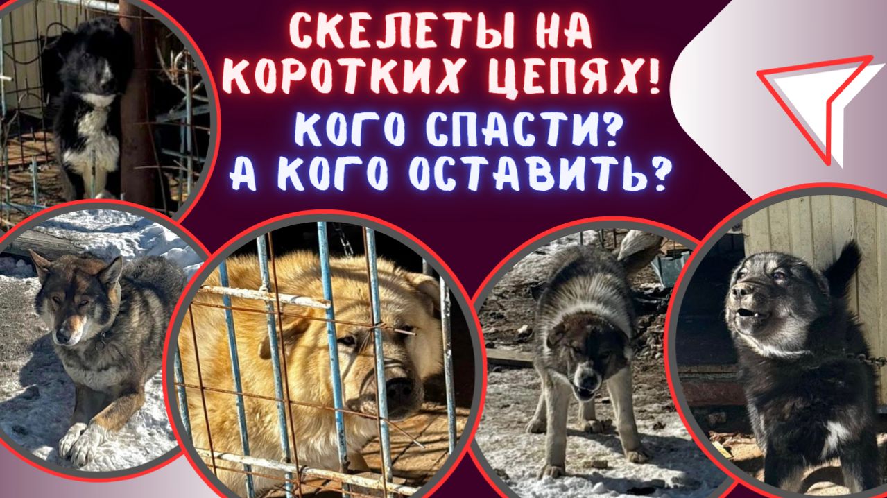 Страшная реальность - скелеты на коротких цепях