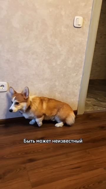 Я больше чем уверена, что у Коржа ЧСВ. Ну а как такого не любить и не говорить, что он лучший?