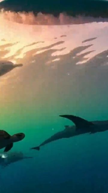 ПИБЛ Артикул на ВБ: 970465372 #pibble #chilldog #пибл #чилловаясобака #пиббл #собаканасерфе