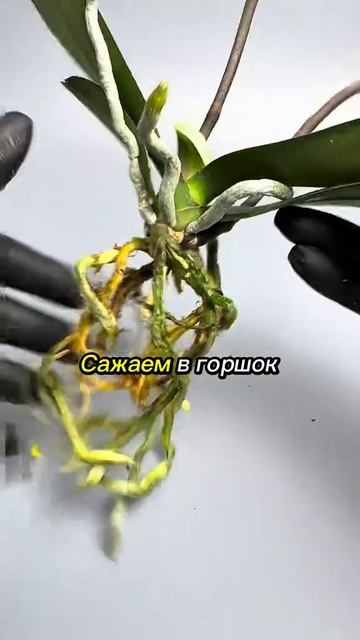 Орхидея отцвела