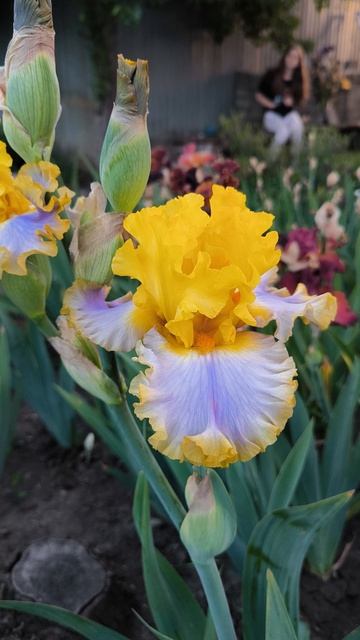 БАРБАРА РАЙДЕР/ BARBARA RIDER (T. Джонсон, 2015)