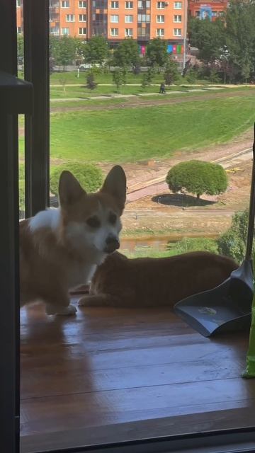 Подписывайся, чтобы не пропустить коржедень #корги #коргипемброк #corgi #корж #коргисобака #shorts