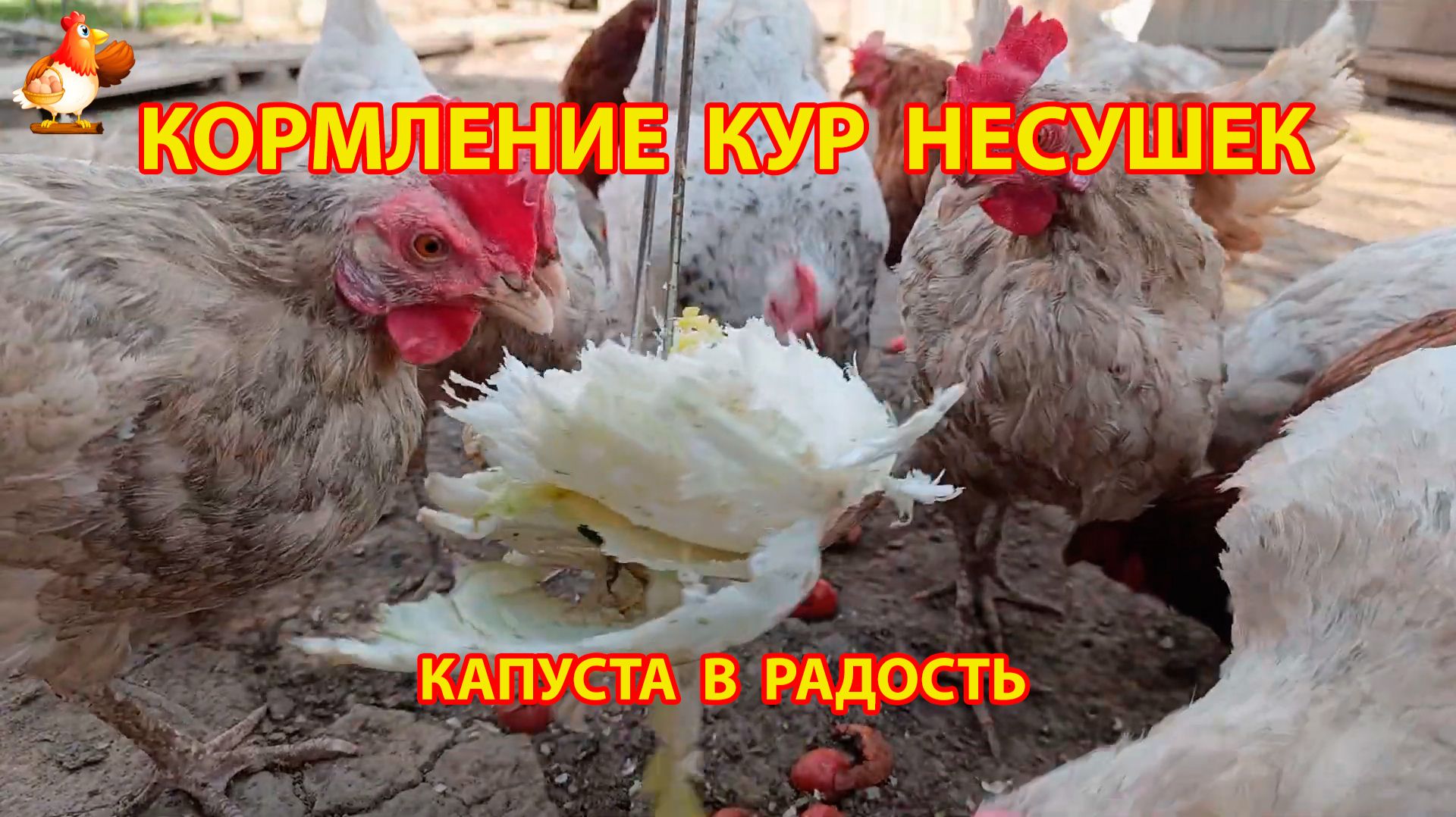 Кормление кур капустой на веревке в радость несушкам