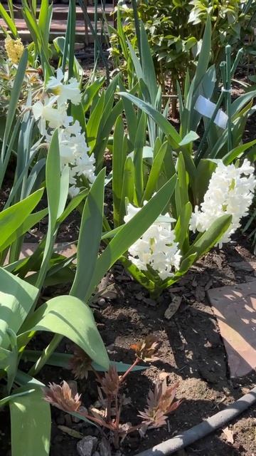Гиацинты в саду 🌸🌿🌺🌿🌼