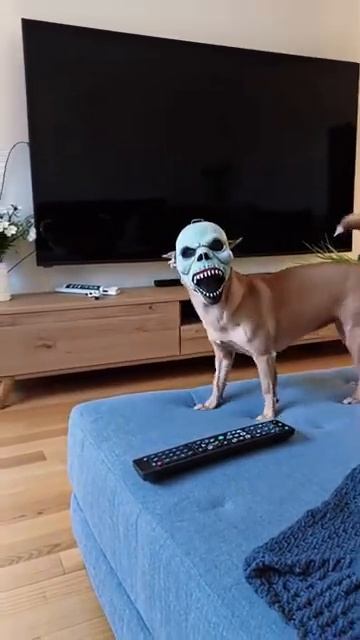 😂ЧИХУАХУА  В  СТРАШНОЙ  МАСКЕ😂