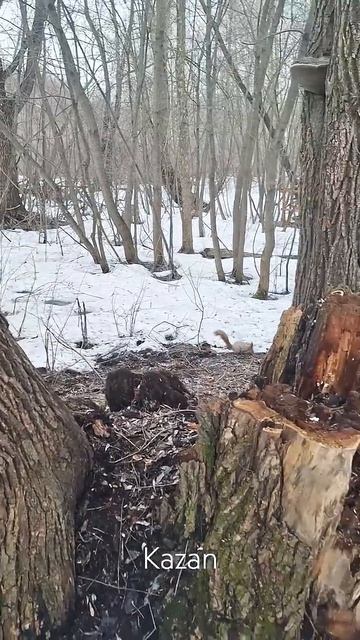 🐿️ Казанская Швейцария: белки-ручные и горы в центре миллионника