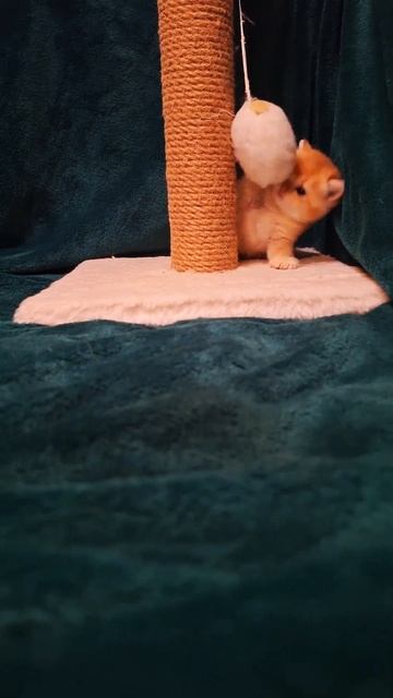 #cat #видосыоткота #веселыекоты