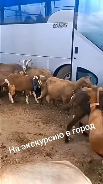 VID_20260417_093907_726.mp4