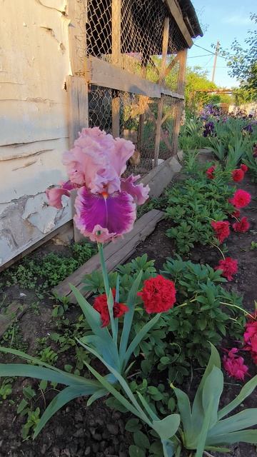 ОКСФОРД КОУНТЭС / OXFORD COUNTESS (Б.Блайз, 2007) .mp4