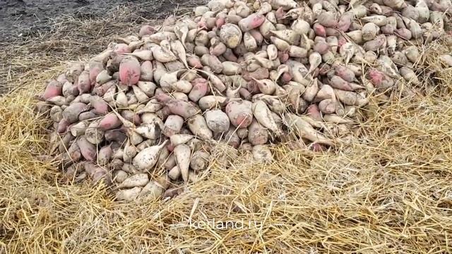 Фронтальный погрузчик (КУН) Керланд F500 с DF-244С-G2 работа со свеклой