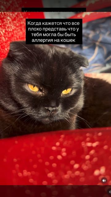 Кто любит Котов ?)