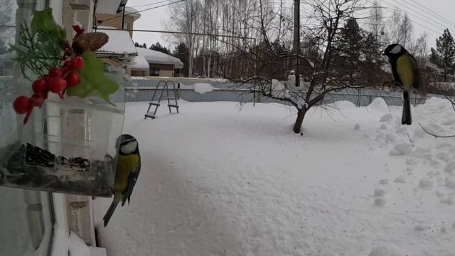 Синицы и снегири.mp4