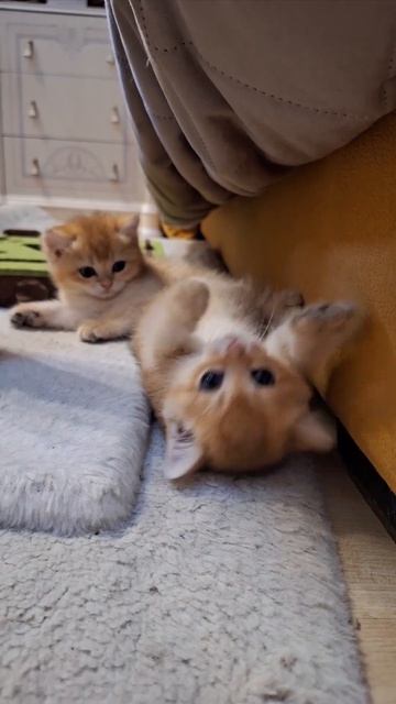 #cat #видосыоткота #веселыекоты