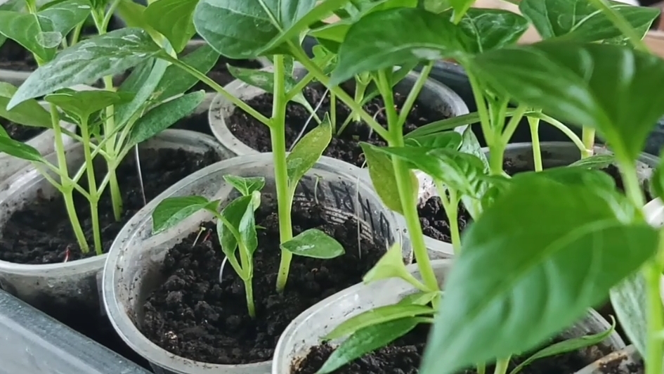 Расстановка🌱