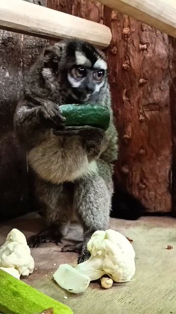 😢Когда ты на диете, но тебя застали за ночными перекусом.