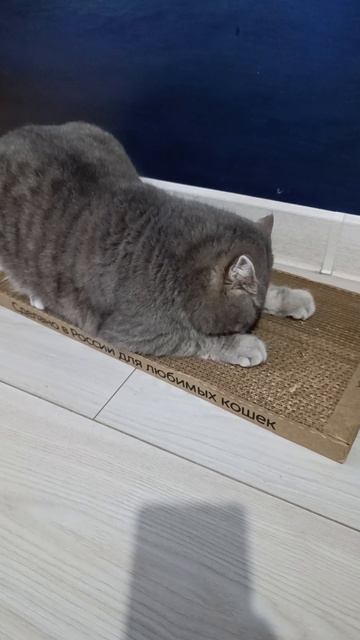 Когтеточкой очень довольны все!❤️