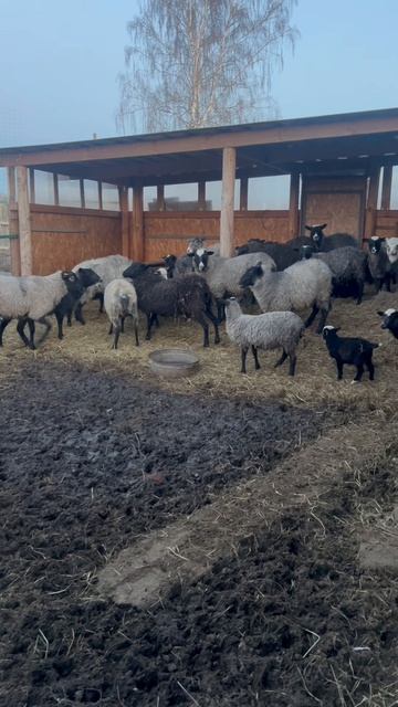 Катумский баранчик #покупки #ягненок #милота