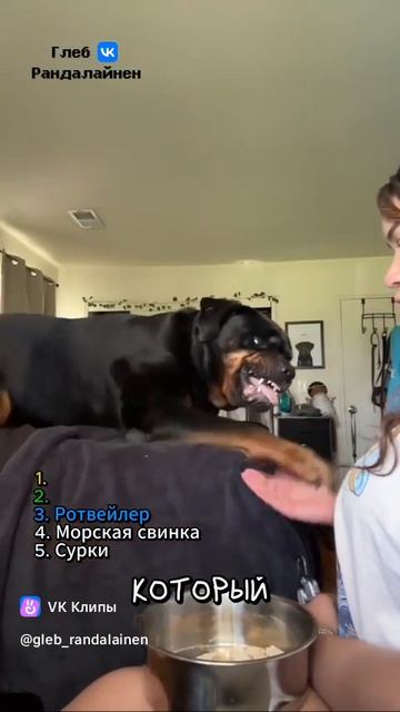 Trim The Claws Of The Animals