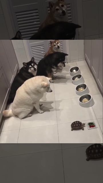 Сначала босс☺))