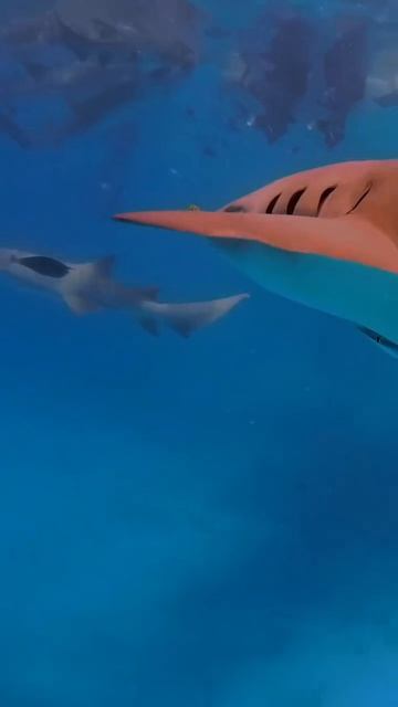 ✈️Вылет уже 8 мая. Кто спонтанно летит с нами на Мальдивы?