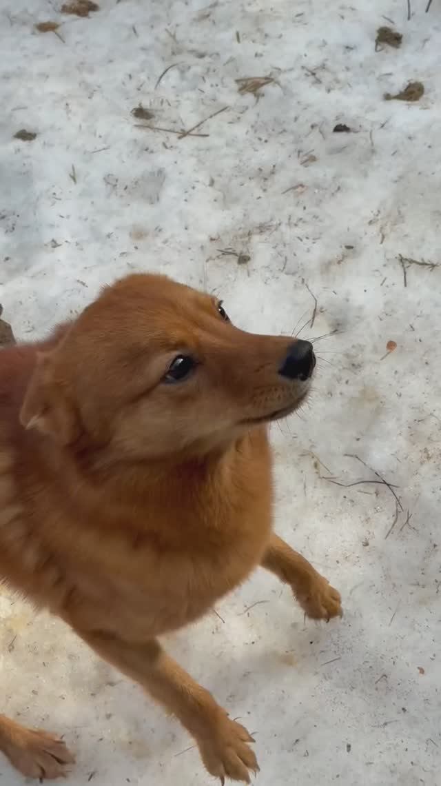 ОТВЕТ. Что ИСКАЛА Тоня ранним утром? ANSWER. What Is Tonya LOOKING FOR Early Morning?