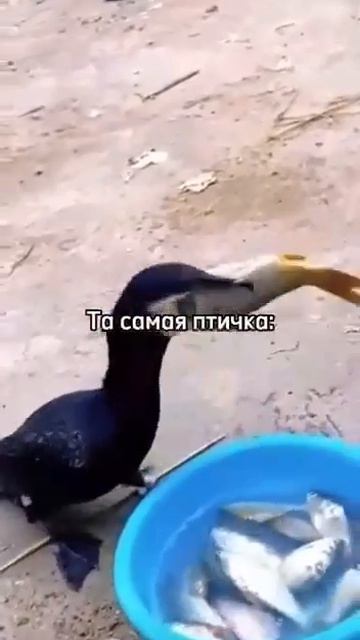 Женщина должна есть как птичка.