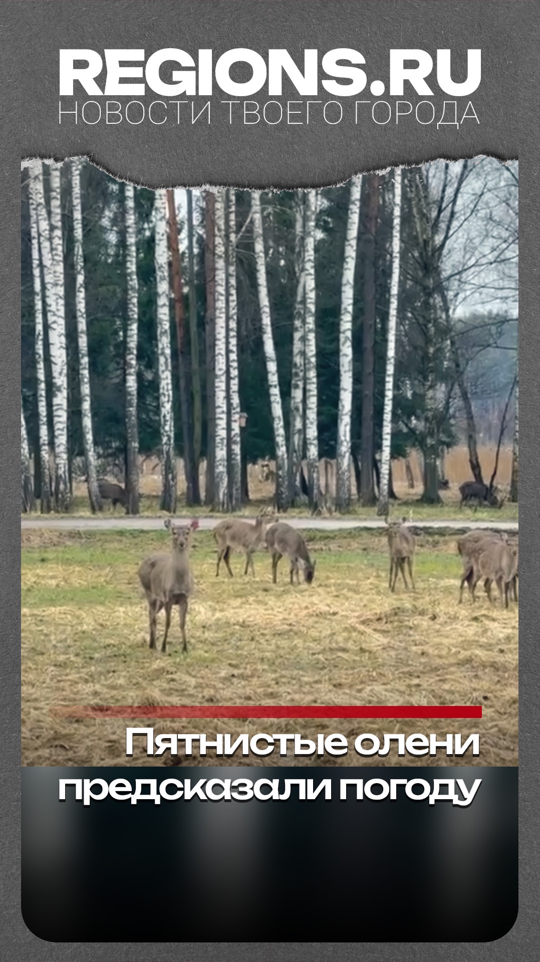 Пятнистые олени предсказали погоду