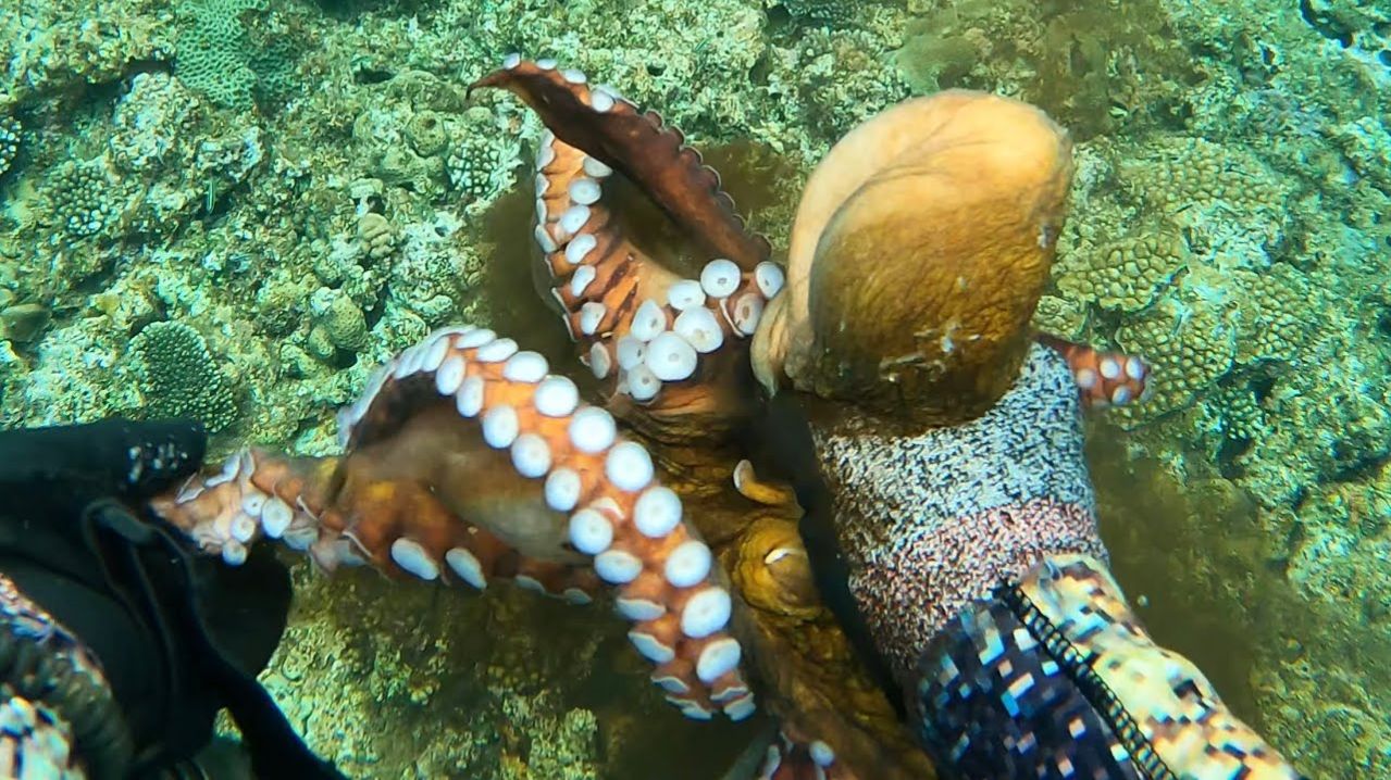 Подводная охота / Осьминог, обившийся вокруг моей руки, был просто ужасен...