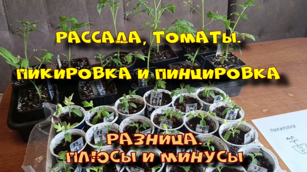 Рассада томатов. Пикировка и пинцировка, в чем разница? Плюсы и минусы.