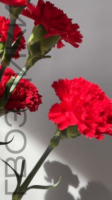Красные гвоздики — это классический символ восхищения, глубокой любви и памяти ♥️♥️♥️
