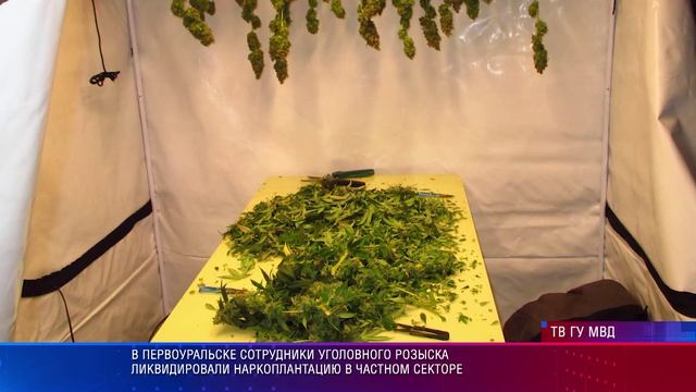 В Первоуральске сотрудники уголовного розыска ликвидировали наркоплантацию в частном секторе