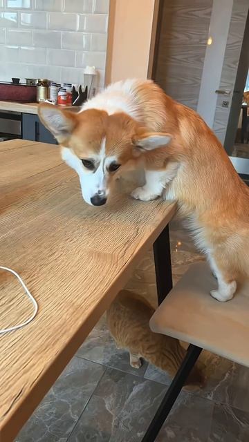 Твоя подписка — лучший подарок Коржу  #корги #dogs #corgi #милота #смешныеживотные #shorts #шортс