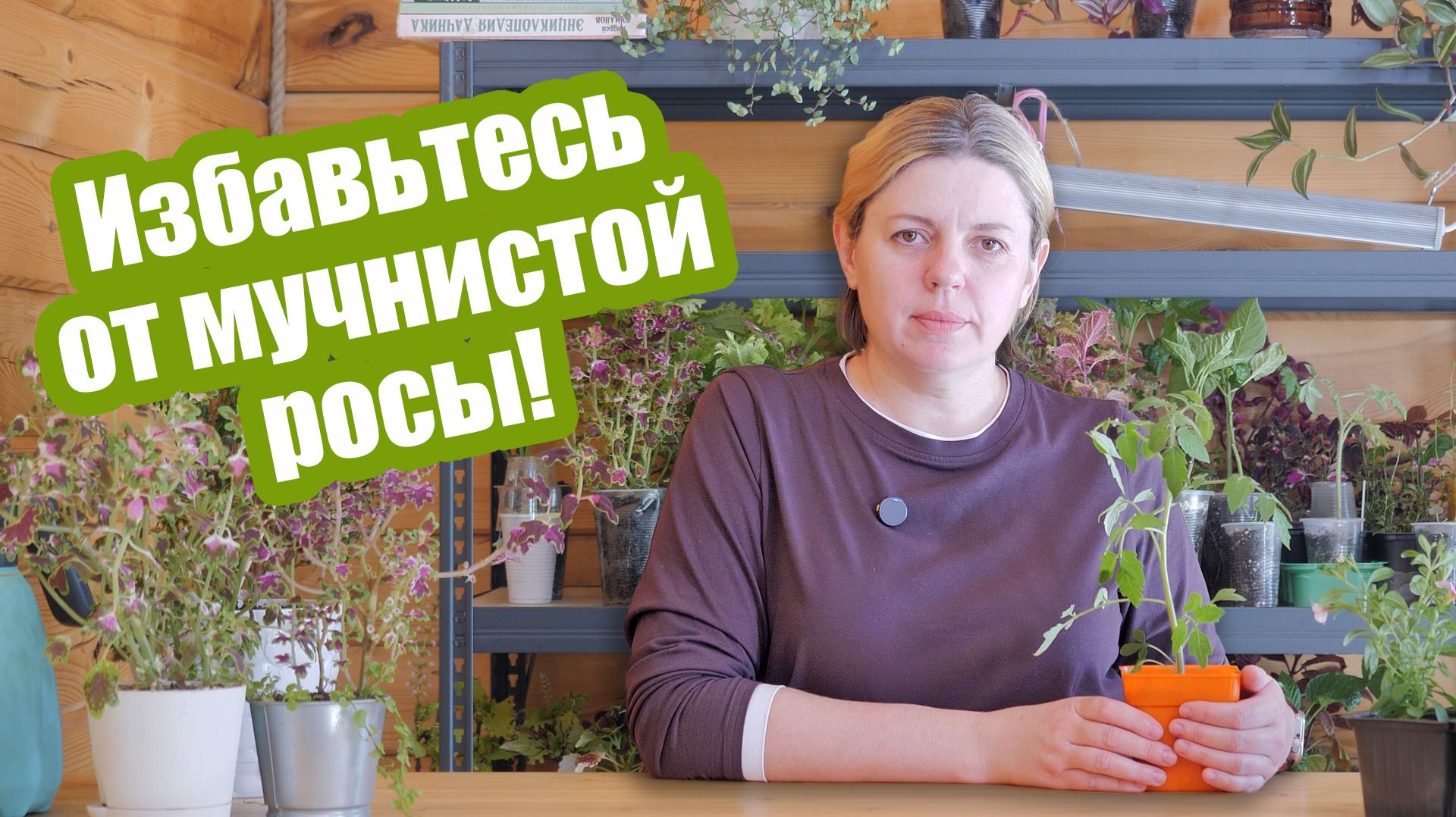 Мучнистая роса чем обработать растения для лечения и защиты