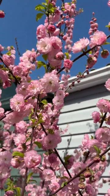 Миндаль Луизиания🌸🌿🌸🌿🌸