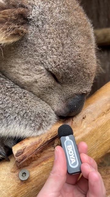 Коала храпит