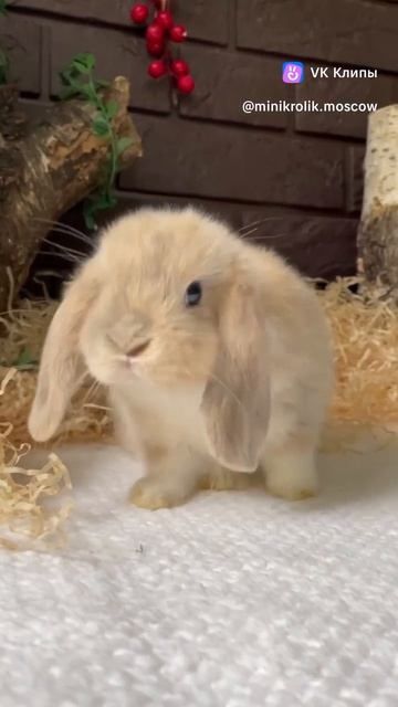 Кролик 🐇