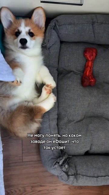 В блоге про жизнь с Моржом