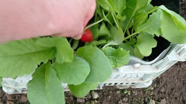 Мобильные грядки Редис и лучок все под шашлычок