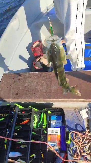 Рыбалка на базе отдыха Там, где птицы и рыбы |Bird Fish House|