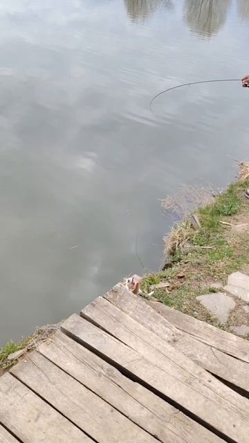 поимки форель .mp4