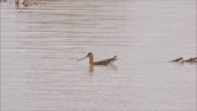 Красная Книга, Большой Веретённик, наблюдение птиц в Новгородской области, Ушерско, 17 апреля 2026