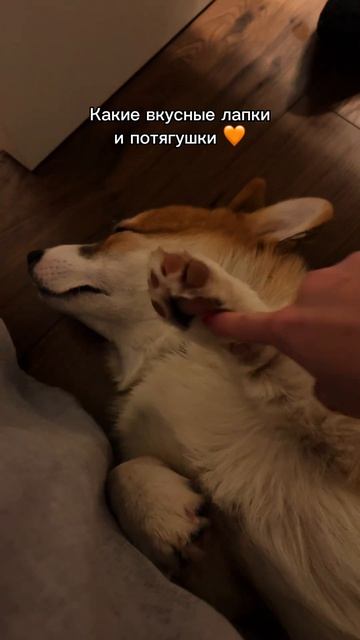 Вкусный Коржик каждый день, подписывайся!