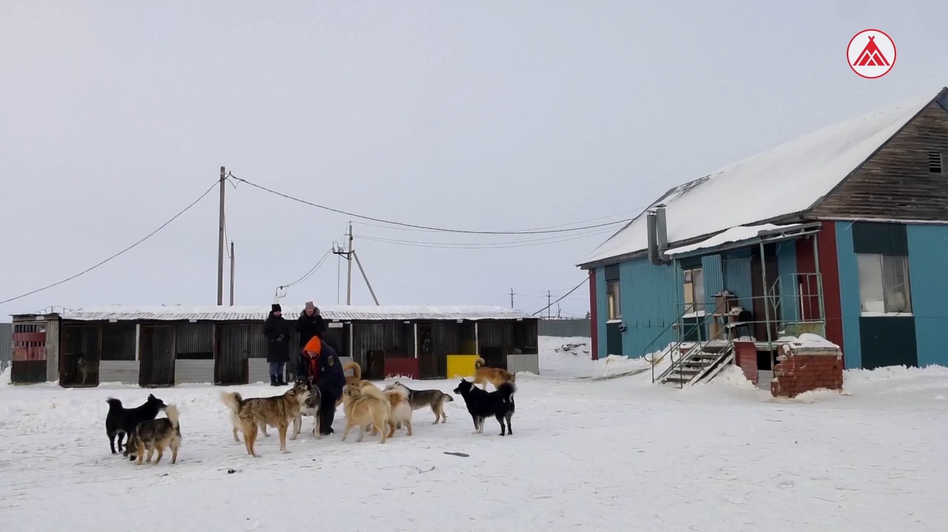 Ситуация с бездомными животными в Югре