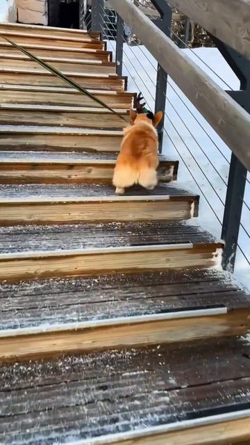 Порция хвостиков каждый день