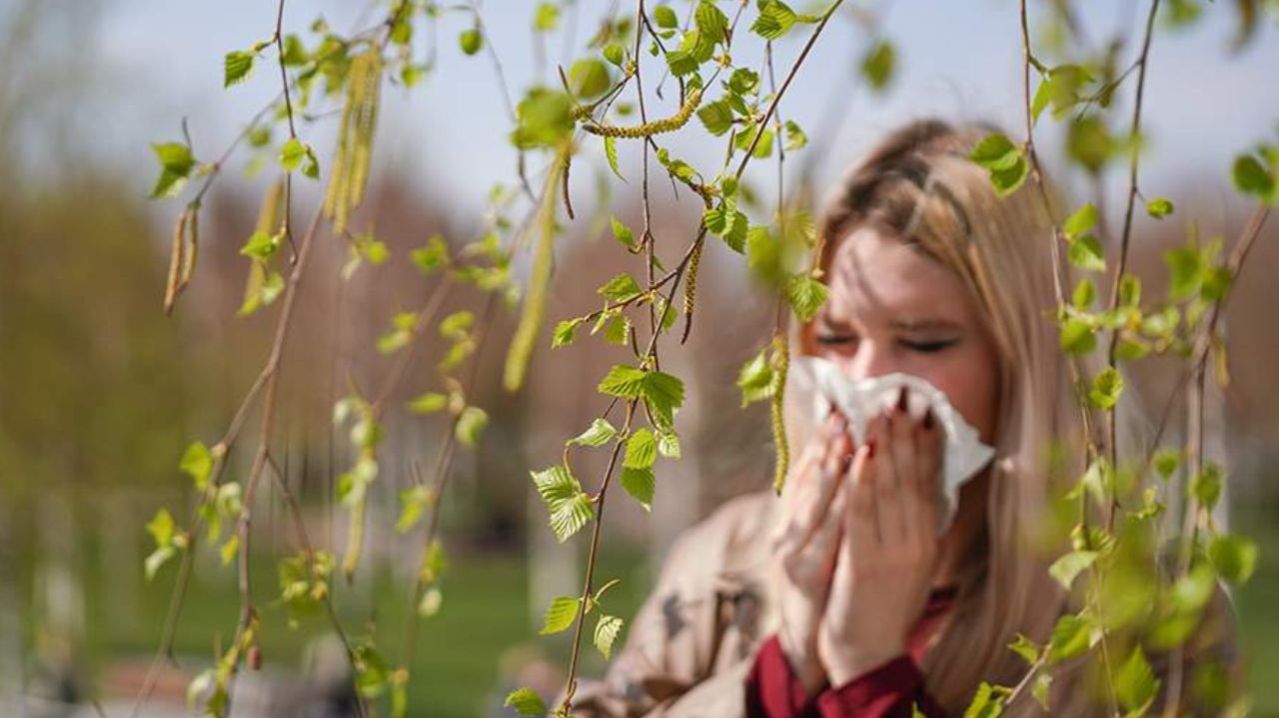 Пик аллергии не за горами: цветение берез начнется раньше срока