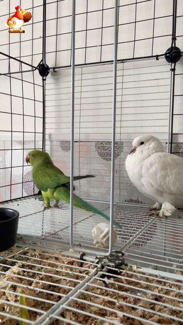 Зеленый попугай и белый голубь (7)