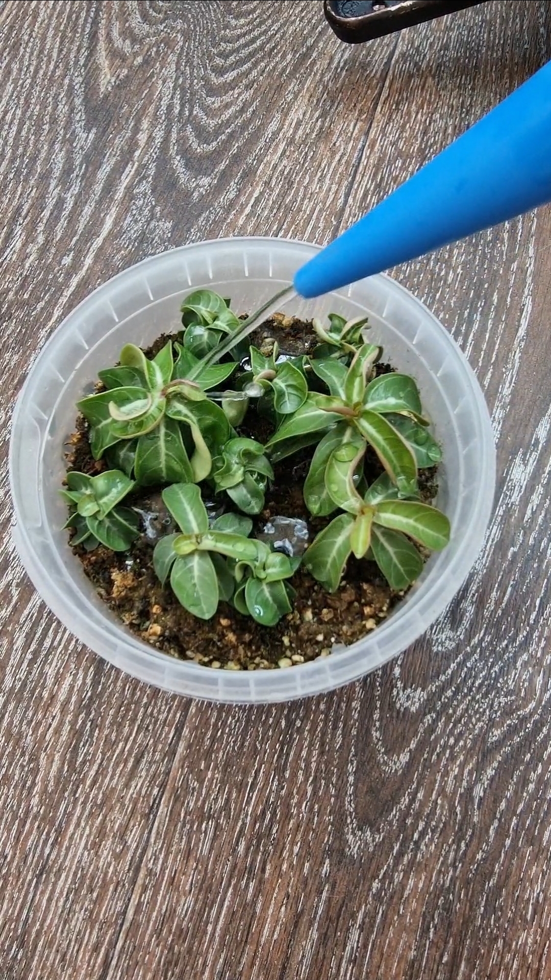 Мечты сбываются! Барашки из моих семян(DHA)🤗 Семена в наличии.